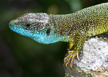 Östliche Smaragdeidechse (Lacerta viridis) - © Gernot Kunz